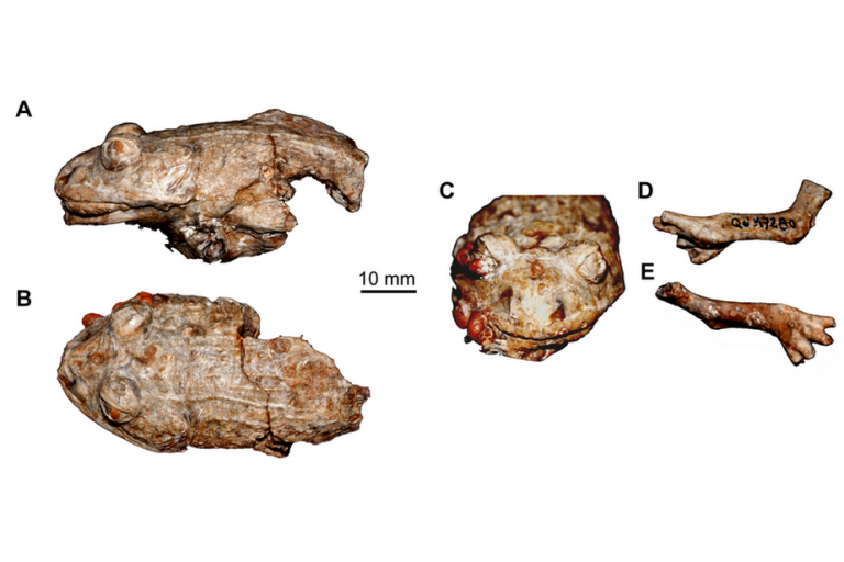 pdm_laloy_et_al_fig1.png