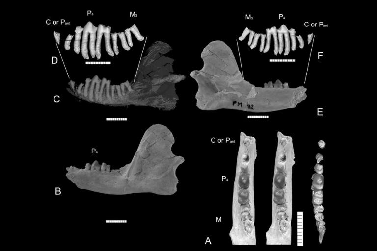 pdm_mandibule_abdounodus_hamdii_pm92.jpg