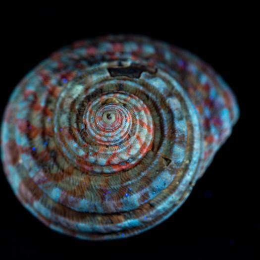Ce joli gastéropode est un Vetigastropoda du genre Turbo. Il a été récolté en Aquitaine dans les environs de Dax et est âgé d’environ 30 millions d’années. Il a vécu dans une mer tropicale riche en coraux. Prise sous lumière UV, la photo permet d’observer une parure montrant une alternance de bandes claires et de bandes rouges, visible dès le début de la croissance de la coquille. La luminescence rouge indique la présence des molécules de porphyrines.