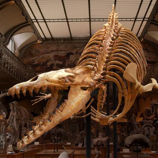 Specimen de Cynthiacetus peruvianus