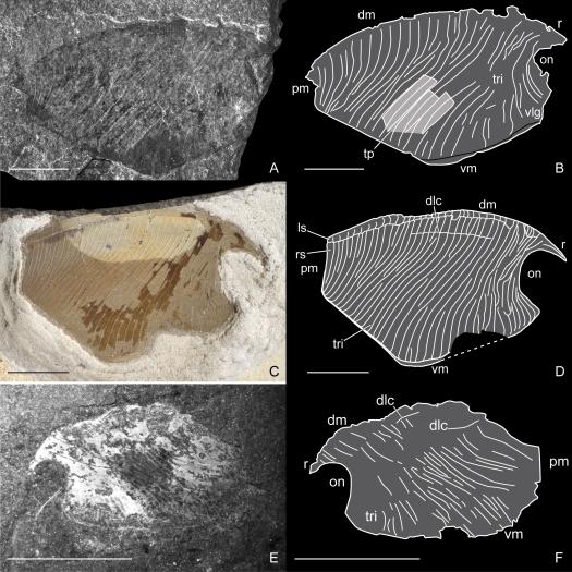 review-of-early-triassic-thylacocephala