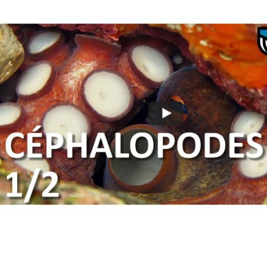 cephalopodes_vignette_podcast.jpg