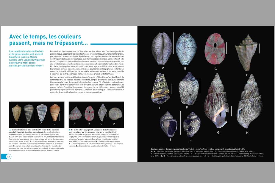 Extrait de l'ouvrage Paléontologie d'aujourd'hui (2022, EDP Sciences) Double page sur les coquilles fossiles et les techniques pour retrouver leurs couleurs d'origines