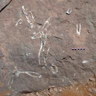 Les grès pliocènes ou pléistocènes de la Kaukausib Fontein ont livré un squelette de ruminant, laissé en place en raison de la difficulté de son extraction et de sa fragilité. 