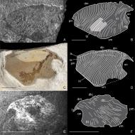 review-of-early-triassic-thylacocephala
