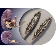 rhaeboceras_halli_sd.jpg