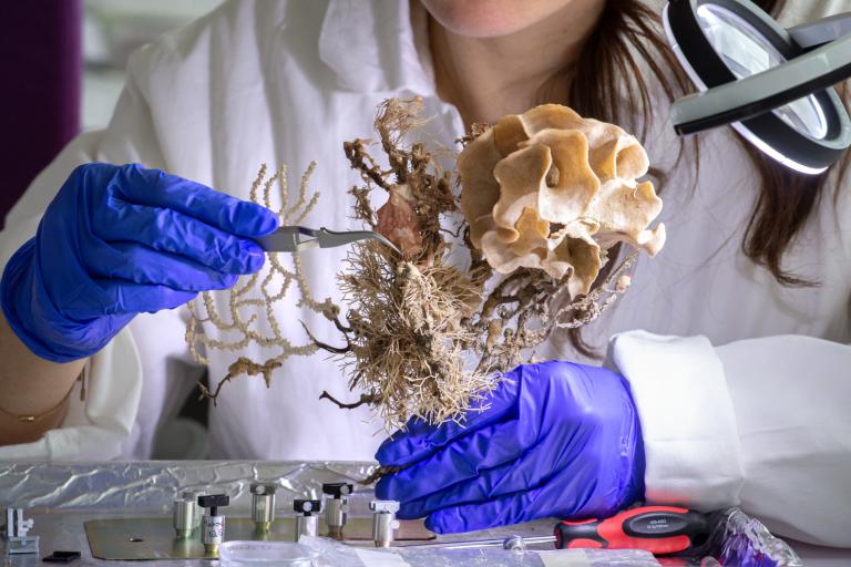 Échantillonnage sur un fragment de récif collecté à 23 mètres de profondeur, à Roscoff, France, par des plongeurs de la station biologique marine. Sur ce fragment, plusieurs colonies de bryozoaires d’espèces différentes ont poussé, en formant des structures en carbonates de calcium, sur une gorgone (visible à gauche). Sur la droite est visible une colonie de bryozoaires de l’espèce Pentapora foliacea aussi appelée rose de mer, constituée de minéraux de calcite et d’aragonite. 