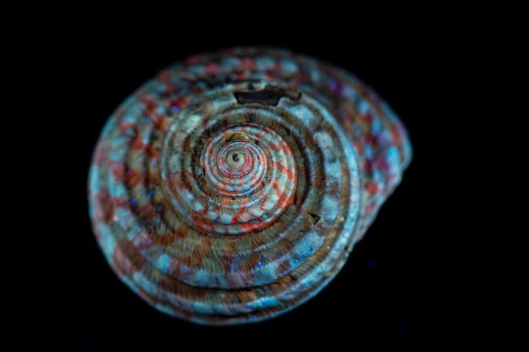 Ce joli gastéropode est un Vetigastropoda du genre Turbo. Il a été récolté en Aquitaine dans les environs de Dax et est âgé d’environ 30 millions d’années. Il a vécu dans une mer tropicale riche en coraux. Prise sous lumière UV, la photo permet d’observer une parure montrant une alternance de bandes claires et de bandes rouges, visible dès le début de la croissance de la coquille. La luminescence rouge indique la présence des molécules de porphyrines.