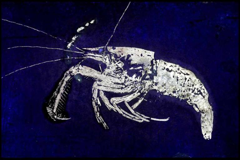 Crevette au clair de lune