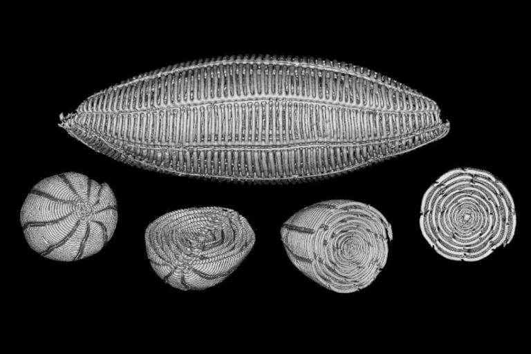 Labyrinthe unicellulaire 