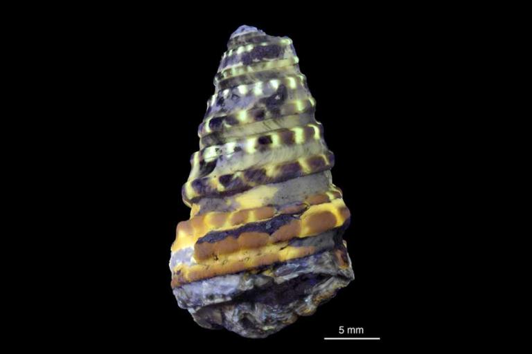 Les couleurs de cassiope