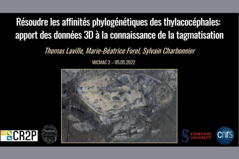 micmac2_tlaville.jpg